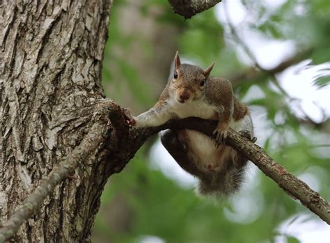 Can You Fly a Drone in a State Park? And Why Do Squirrels Always Seem to Watch?