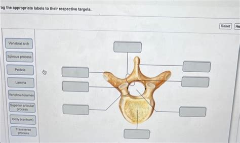 Name the Vertebral Projection Oriented in a Median Plane: A Journey Through Anatomy and Beyond