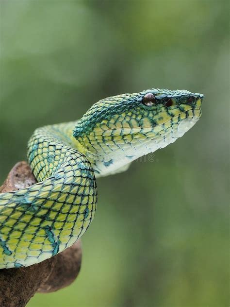  Sarawak Serpent - Zawiłe ornamenty i tajemnicza symbolika starożytnego malarstwa