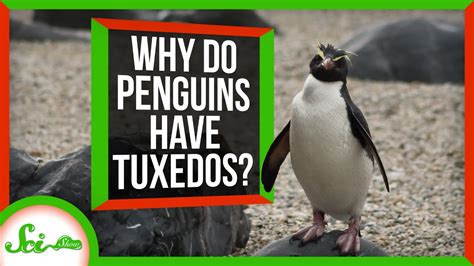 Will FedEx Leave My Package at the Door? And Why Do Penguins Wear Tuxedos?